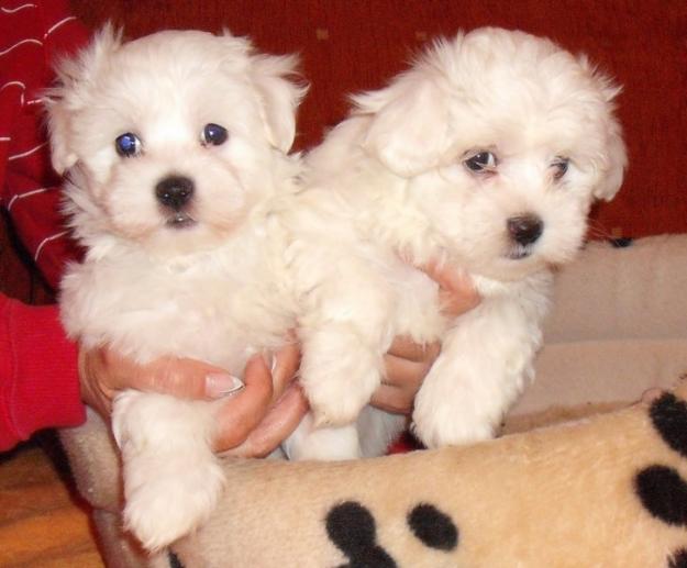 Vand Bichon Maltez Talie Mica Toy 700 Lei 1704610 Pret Preturi
