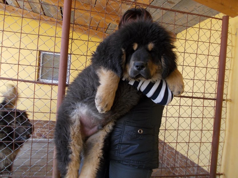 tibetan mastiff de vanzare