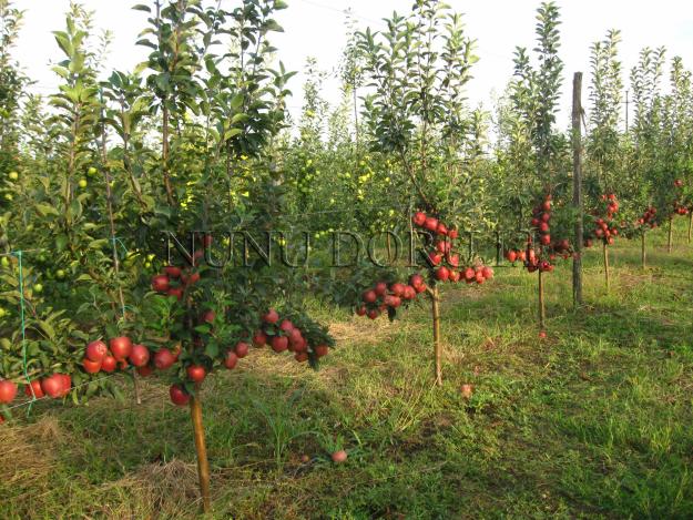 Pepiniera pomi fructiferi pomi de vanzare - Pret | Preturi Pepiniera pomi fructiferi pomi de vanzare