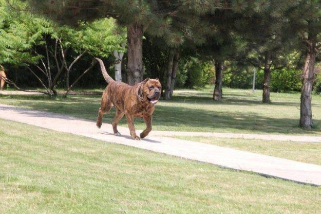 Dogo Canario ( Perro de Presa Canario ) - Pret | Preturi Dogo Canario ( Perro de Presa Canario )