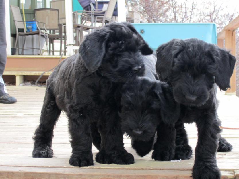 Schnauzer Urias - Pret | Preturi Schnauzer Urias