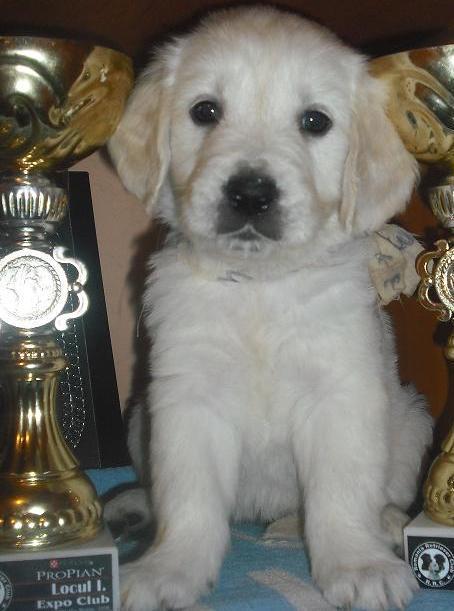 Pui superbi Golden Retriever cu pedigree - Pret | Preturi Pui superbi Golden Retriever cu pedigree