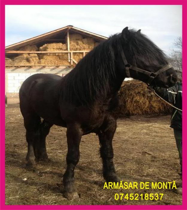  - Pret | Preturi 