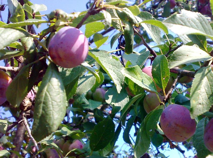 De vanzare pomi fructiferi - Pret | Preturi De vanzare pomi fructiferi