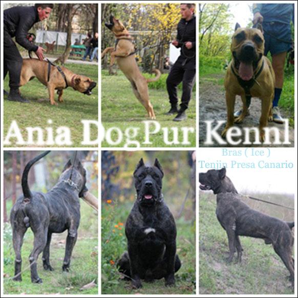 Dogo Canario prenotari puii - Pret | Preturi Dogo Canario prenotari puii