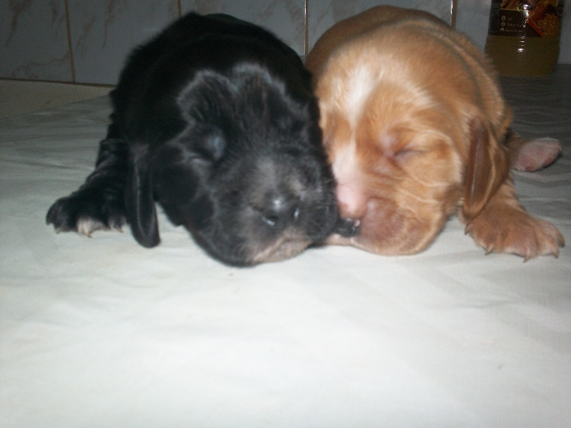 Pui cocker spaniel - Pret | Preturi Pui cocker spaniel