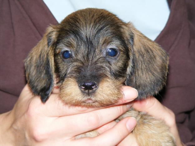szálkásszőrű tacskó kiskutyák eladók/wirehaired dachshund puppies for sale - Pret | Preturi szálkásszőrű tacskó kiskutyák eladók/wirehaired dachshund puppies for sale