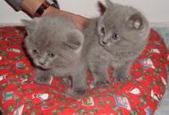 Vand Pisicute British Shorthair Blue - Pret | Preturi Vand Pisicute British Shorthair Blue