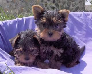 DE VANZARE YORKSHIRE TERRIER, de vanzare pui de yorkshire terrier - Pret | Preturi DE VANZARE YORKSHIRE TERRIER, de vanzare pui de yorkshire terrier