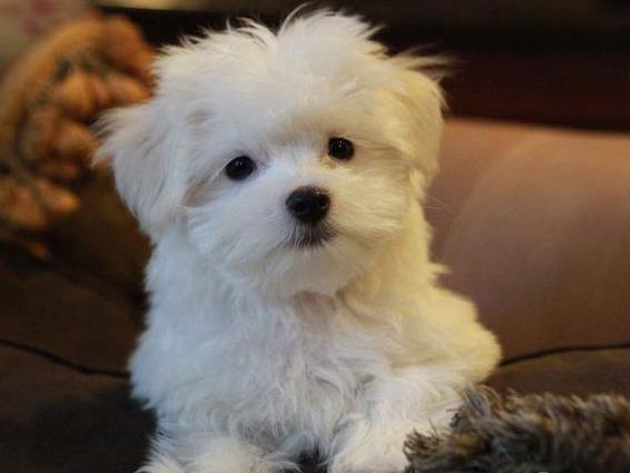 vand pui bichon maltese - Pret | Preturi vand pui bichon maltese