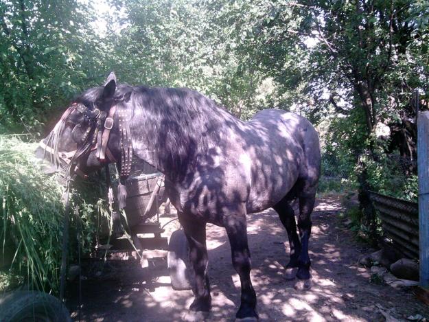 cal muran armasar sur 6 ani de vanzare - Pret | Preturi cal muran armasar sur 6 ani de vanzare