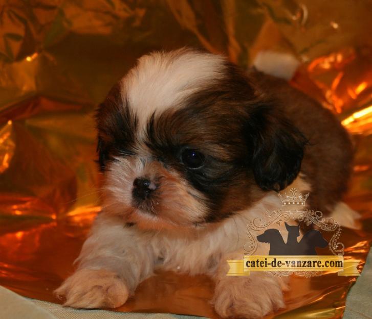 Catei Shih Tzu de vanzare - Pret | Preturi Catei Shih Tzu de vanzare