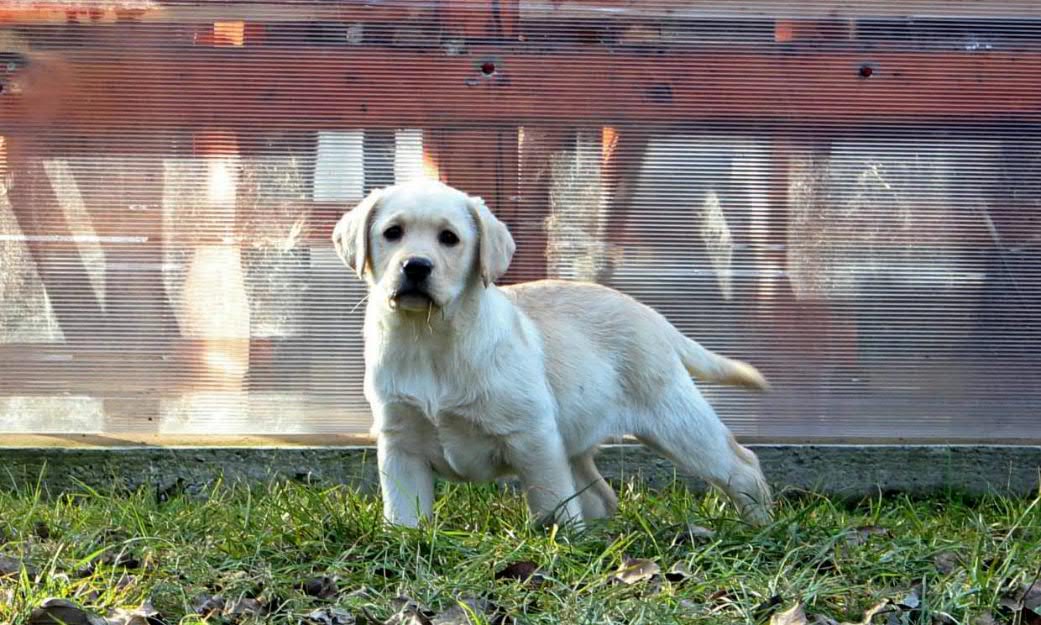 pui labrador cu pedigree - Pret | Preturi pui labrador cu pedigree