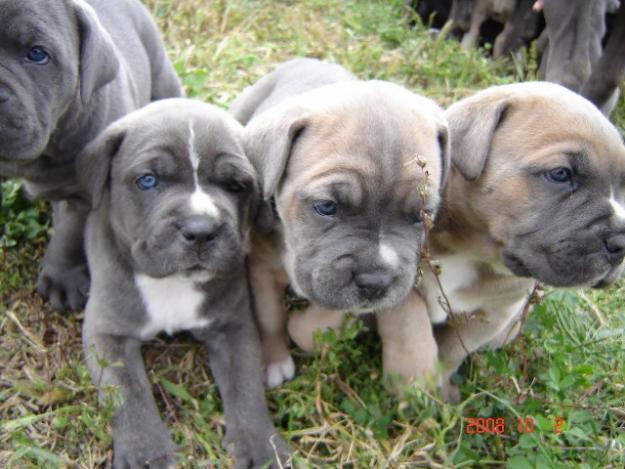 Vand catei Cane corso - Pret | Preturi Vand catei Cane corso