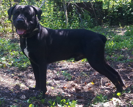 Cane Corso de Vanzare - Pret | Preturi Cane Corso de Vanzare