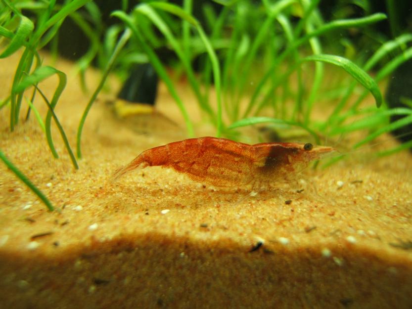 Creveti acvariu Red Cherry Shrimps, Neocaridina heteropoda - Pret | Preturi Creveti acvariu Red Cherry Shrimps, Neocaridina heteropoda