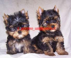 YORKSHIRE TERRIER PUI MINI TOY SI NORMALI - Pret | Preturi YORKSHIRE TERRIER PUI MINI TOY SI NORMALI