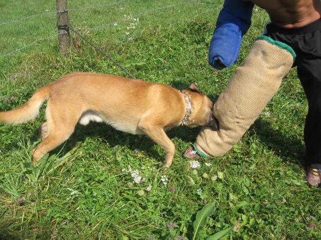 ciobanesc belgian malinois 6 luni cu pedigree - Pret | Preturi ciobanesc belgian malinois 6 luni cu pedigree