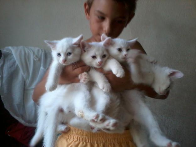 Pisicute albe cu ochii albastri din rasa Angora turceasca - Pret | Preturi Pisicute albe cu ochii albastri din rasa Angora turceasca