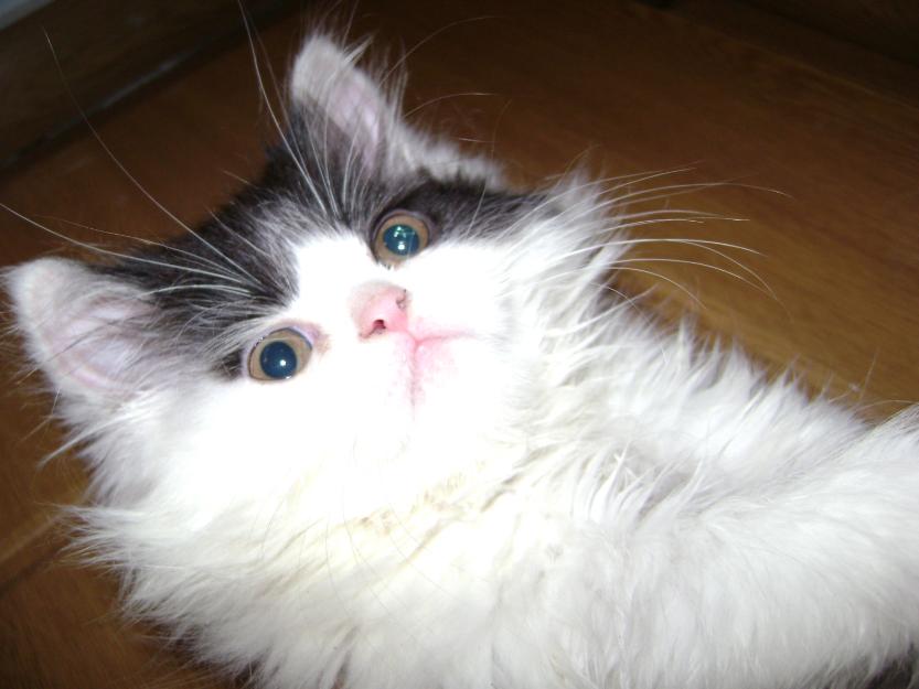 vand pui pisica persana doll face - Pret | Preturi vand pui pisica persana doll face