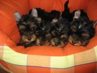 Yorkshire Terrier,toy - Pret | Preturi Yorkshire Terrier,toy