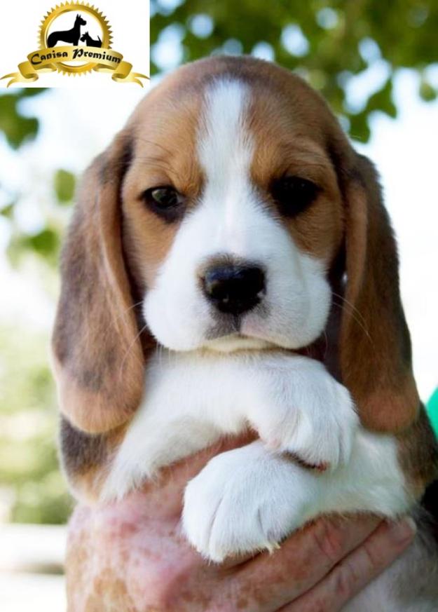 Pui Beagle de vanzare - Pret | Preturi Pui Beagle de vanzare