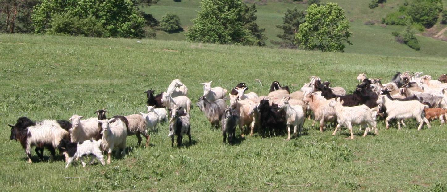 Capre de lapte si tineret - Pret | Preturi Capre de lapte si tineret