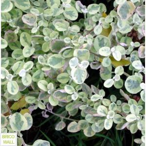 Helichrysum - Pret | Preturi Helichrysum
