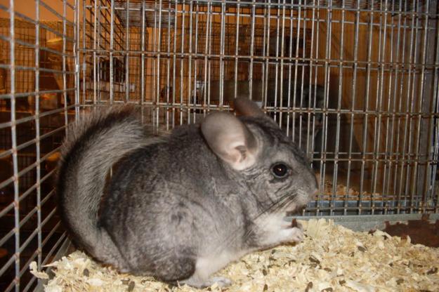 Vand pui de chinchilla, ca animal de companie. - Pret | Preturi Vand pui de chinchilla, ca animal de companie.