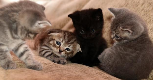 Vand pisici british/scottish - Pret | Preturi Vand pisici british/scottish