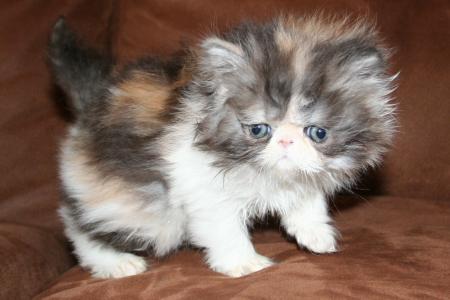 vand pui pisica persana doll face superbi!! - Pret | Preturi vand pui pisica persana doll face superbi!!