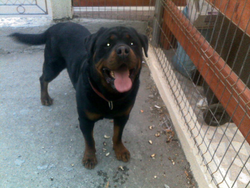 Canisa windsor rottweiler - Pret | Preturi Canisa windsor rottweiler