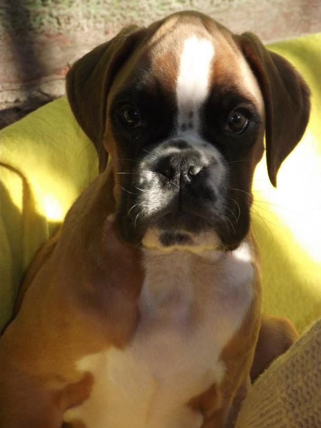 Pui boxer cu pedigree - Pret | Preturi Pui boxer cu pedigree