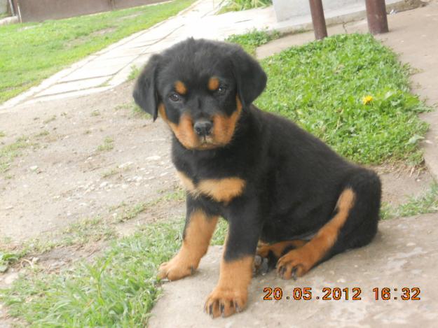 Rottweiler de vanzare - Pret | Preturi Rottweiler de vanzare