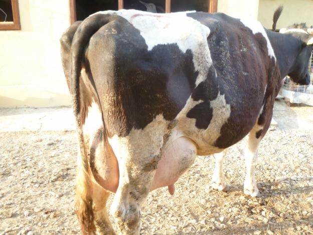 Urgent vaci de lapte - Pret | Preturi Urgent vaci de lapte