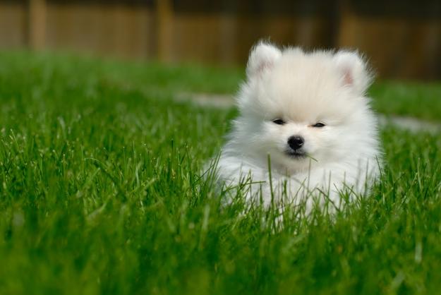 CATEI POMERANIAN 800 RON - Pret | Preturi CATEI POMERANIAN 800 RON
