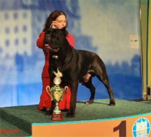 Pui cane corso - Pret | Preturi Pui cane corso