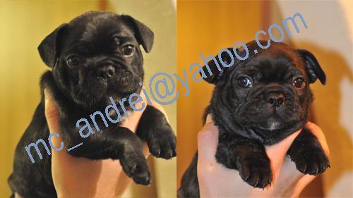 Bulldog Francez cu pedigree - Pret | Preturi Bulldog Francez cu pedigree