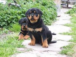 Rottweiler Talie Mare - Pret | Preturi Rottweiler Talie Mare