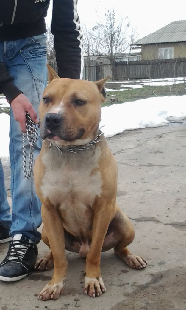 ofer mascul pitbull pt monta - Pret | Preturi ofer mascul pitbull pt monta