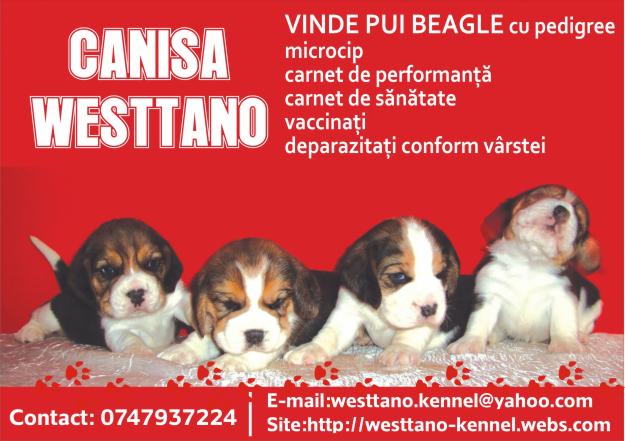 pui beagle cu pedigree - Pret | Preturi pui beagle cu pedigree