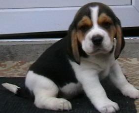 vand pui beagle cu pedigree - Pret | Preturi vand pui beagle cu pedigree