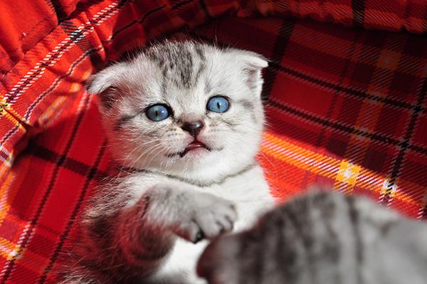 Vand puisori british shorthair silver tabby - Pret | Preturi Vand puisori british shorthair silver tabby