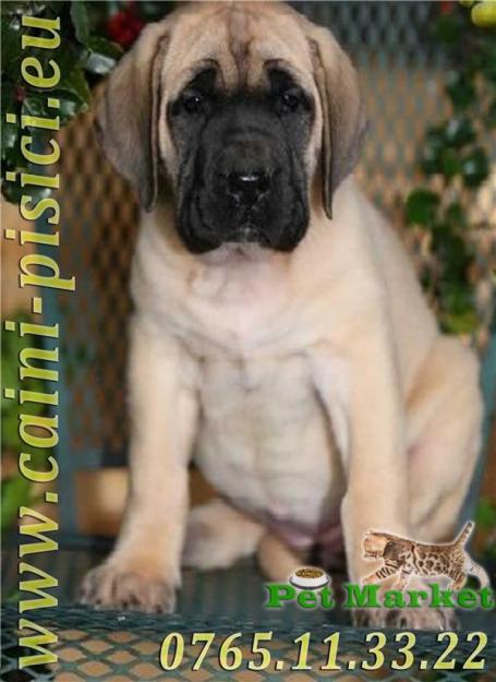 Bullmastiff de vanzare - Pret | Preturi Bullmastiff de vanzare