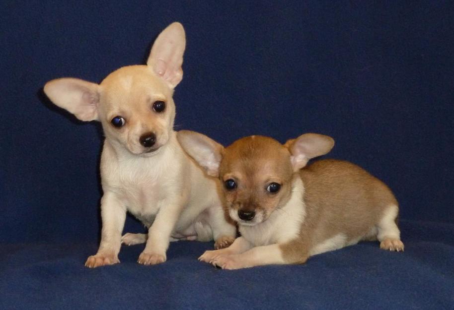 de vanzare chihuahua, pui de chiwawa - Pret | Preturi de vanzare chihuahua, pui de chiwawa