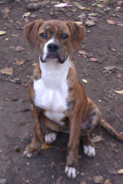 pui bulldog american - Pret | Preturi pui bulldog american