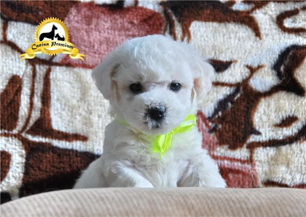 Pui Bichon Frise - Pret | Preturi Pui Bichon Frise