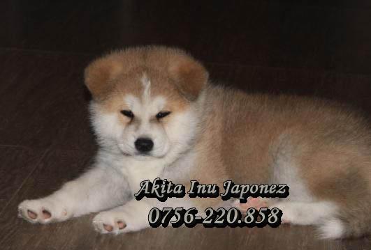 Catei Akita Inu de vanzare in Ploiesti - Pret | Preturi Catei Akita Inu de vanzare in Ploiesti