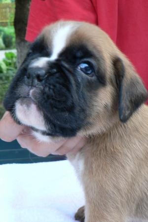 pui boxer cu pedigree - Pret | Preturi pui boxer cu pedigree