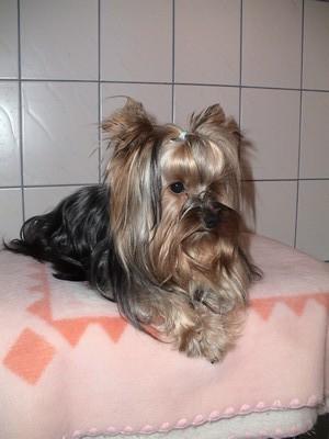 Vand catei Yorkshire-terrier TOY! - Pret | Preturi Vand catei Yorkshire-terrier TOY!